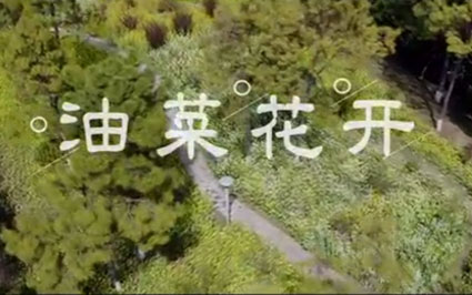视频：油菜花开